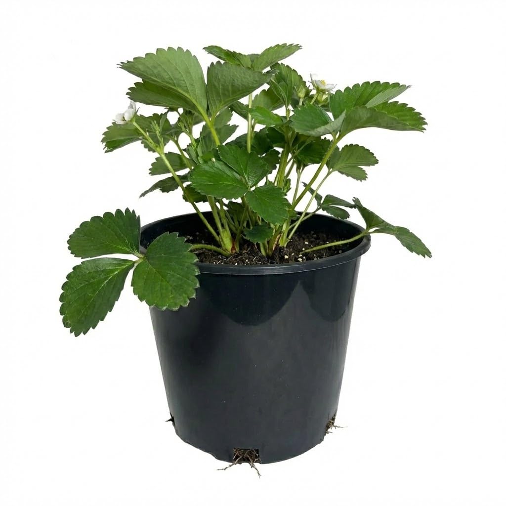 3 Gallon Nursery Pots - Professional Heavy Duty Injection Molded Plastic Plant Pots with Drainage Holes – 11 Inch Round Flower Pots for Shrubs, Perennials & Tropicals – Stackable (15)