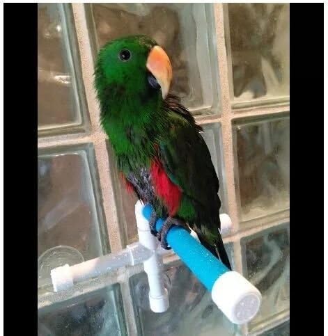 Hypeety Bird Parrot Stand Perch Shower Perch Standing Toy Portable Suction Cup Parrot Bath Stands Suppllies Holder Platform Parakeet Window Wall Hanging Play (3 Suction Cups1)