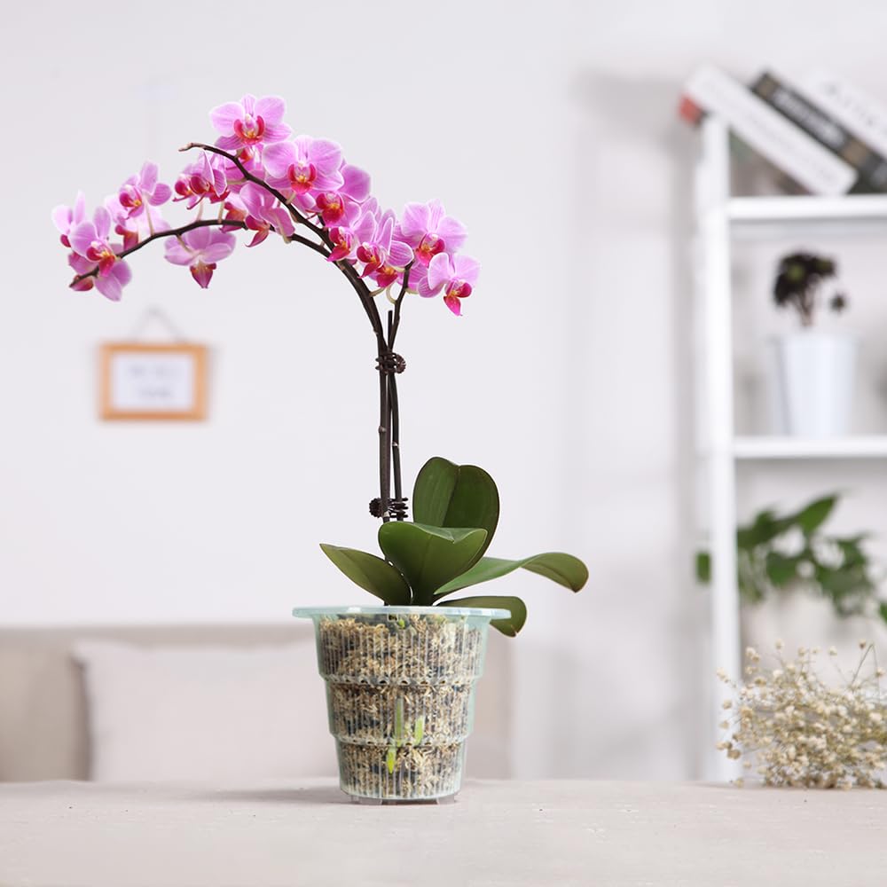 Meshpot 4 inch Clear Orchid Pots with Holes and Saucers for Repotting,Pack of 4,Small Plastic Orchid Planters Provide Good Air Circulation,Nursery Pots for Succulents,Herbs,Aloes,Mint