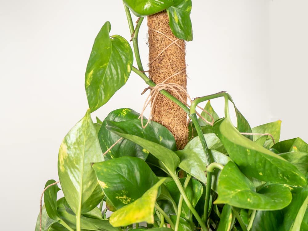 Envelor Coco Moss Poles Plant Support Stakes Coco Plant Stake Pothos Coir Totem Pole Monstera Moss Pole Climbing Plant Support Potted Plant Upward Growth Vine Stackable Coco Sticks, 36 inches, 4 Pack