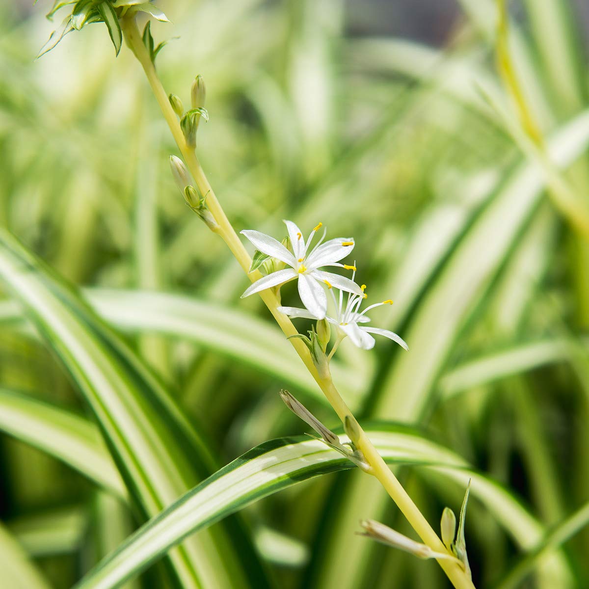 Perfect Plants Spider Plant in 8in. Hanging Basket | Live Houseplant for Indoor Growing | Easy to Care for & Keep Alive | Beautiful Green & White Variegated Leaves