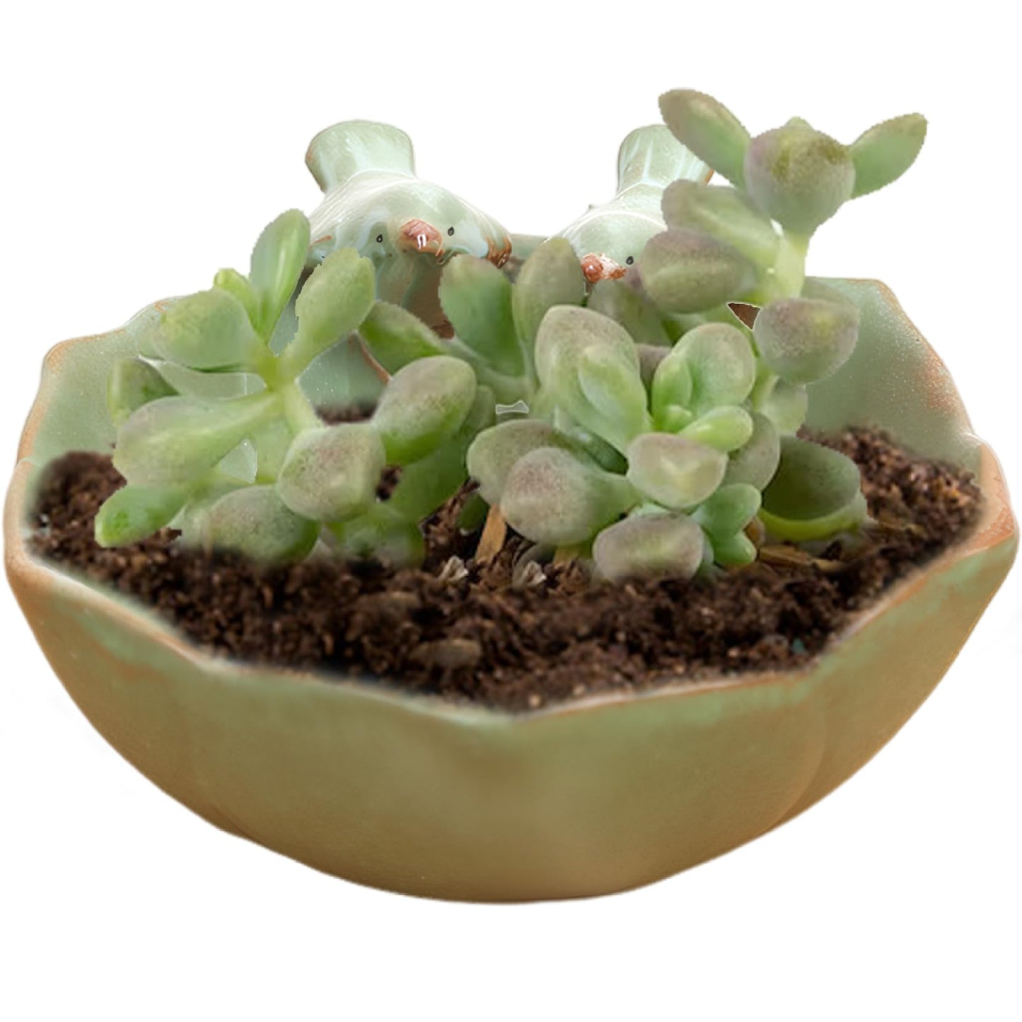 Ngbbby Suculentas Pot with 2 Adorable Birds Succulent Planter DIY Flower Planting Garden Pots Ceramic Round Hollow Planter for Home Indoor Outdoor Garden Decor, Succulent