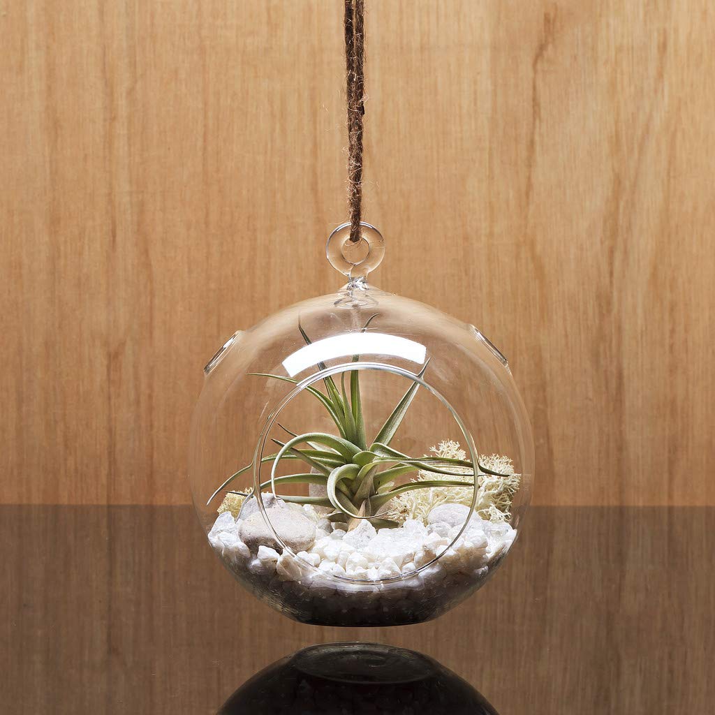 WGV Hanging Terrarium Globe, Width 4", Height 4.75", DIY Air Succulent Planter, Clear Glass Vase Orb with Flat Bottom, Candle Holder for Windowsill Outdoor Garden Decor, 24 Pieces Bulk