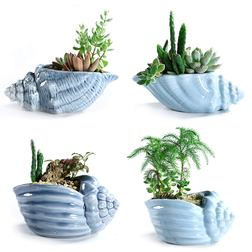Bonsai Pots 5.5 Inch Blue Conch Ocean Series Ceramic Base Serial Set Succulent Plant Pot Cactus Plant Pot Flower Pot Container Planter With Drainage Hole Gift Idea 4 In Set(Plants Not Included)