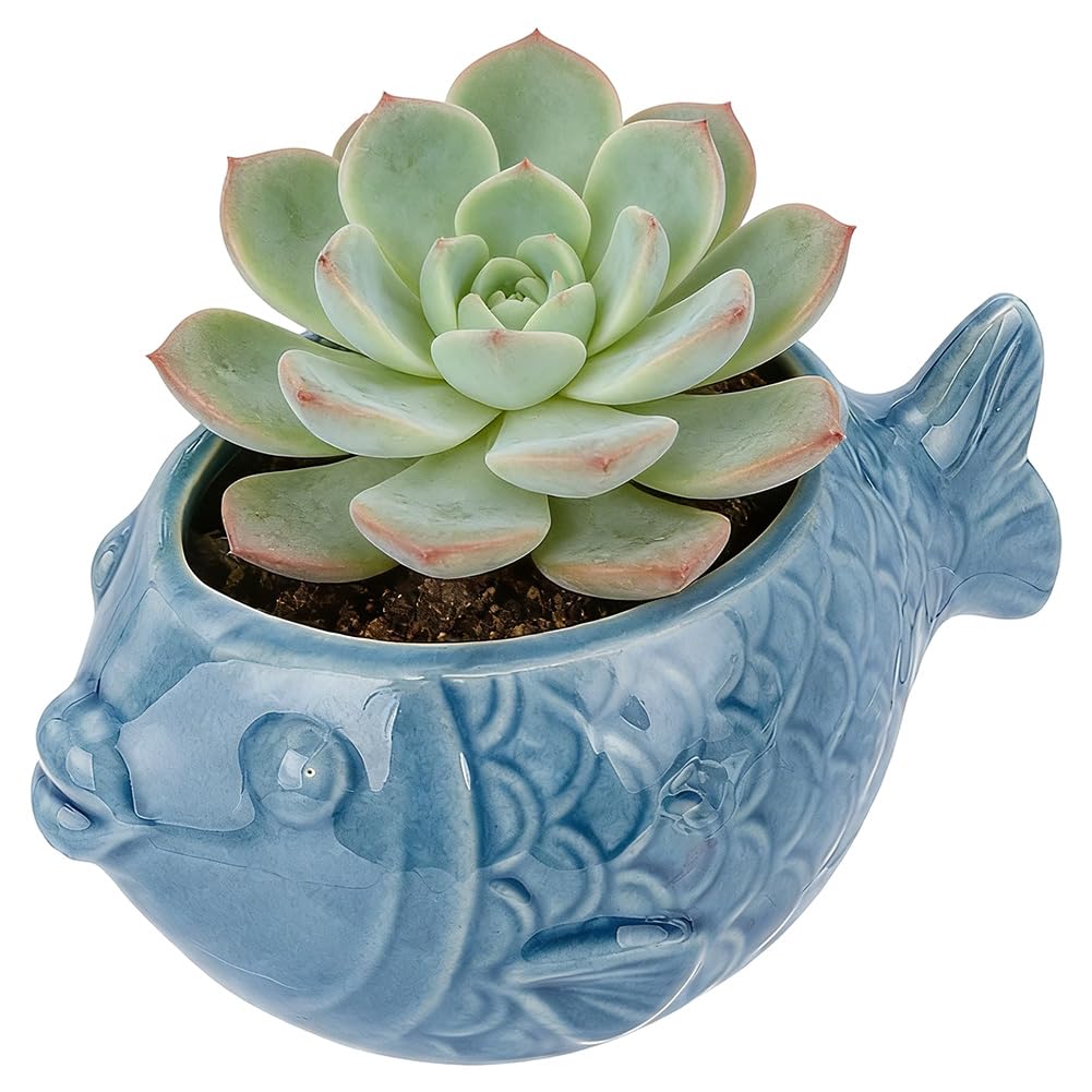 SUNNYCLUE Ceramic Succulent Pot Fish Ceramic Pot with Drainage Hole Ocean Series Summer Sea Hawaii Blue Flower Vase Bonsai Cactus Planters for Indoor Outdoor Plants Office Home Garden Decorations