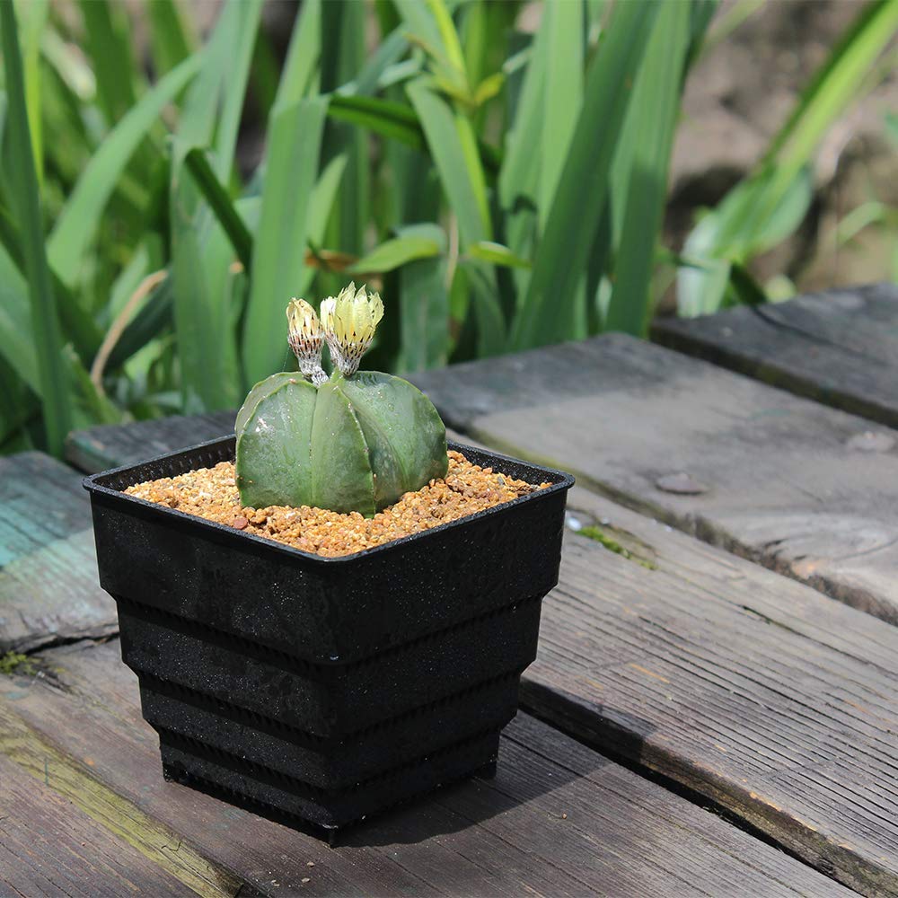 BangQiao 4.20 Inch Plastic Square Flower and Succulent Nursery Plant Pot Planter Container, Pack of 8, Black