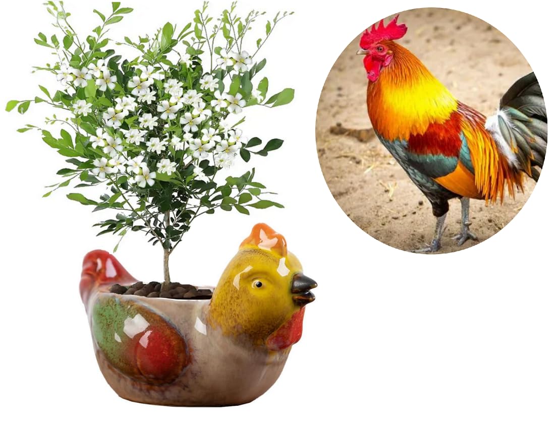zmgmsmh Animal Shaped Planter Flower Pot Chicken Shape Small Succulent pots with Drainage Ceramic Animal Planter, Indoor Plant Container Planter with Drainage Hole Home Office Desk Garden (Chicken)