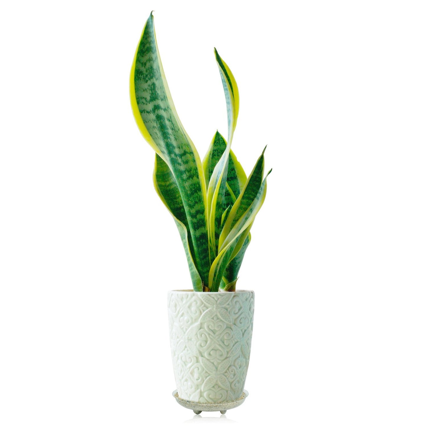 Idyllize 5 Pieces of 6 Inch Clear Thick Plastic Heavy Duty Sturdy Plant Saucer Drip Trays for pots (6'')
