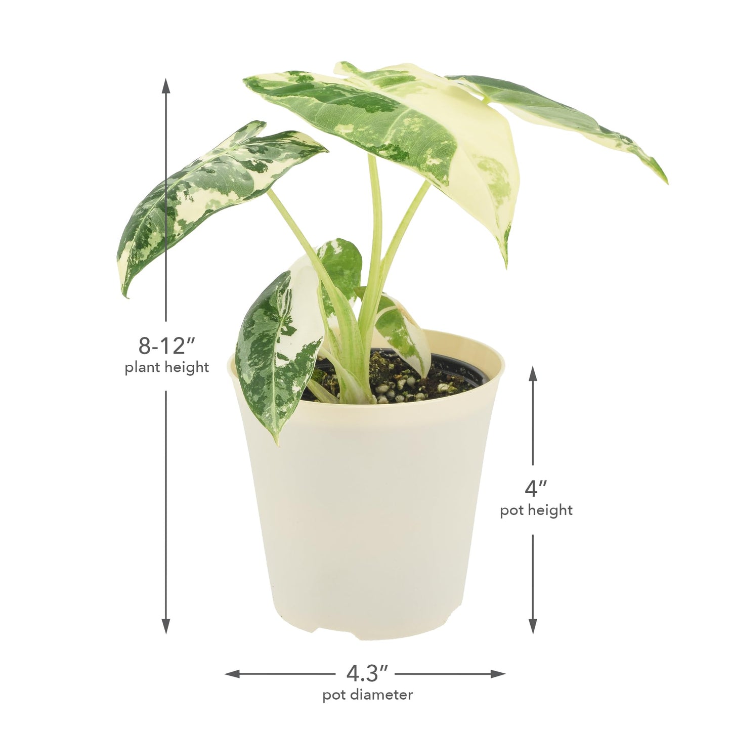 Arcadia Garden Products Live Frydek Variegated Alocasia Rare Indoor Houseplant in Plastic Pot, Tropical Plant Collector Gift for Home and Garden Decor, 4-inch, Beige