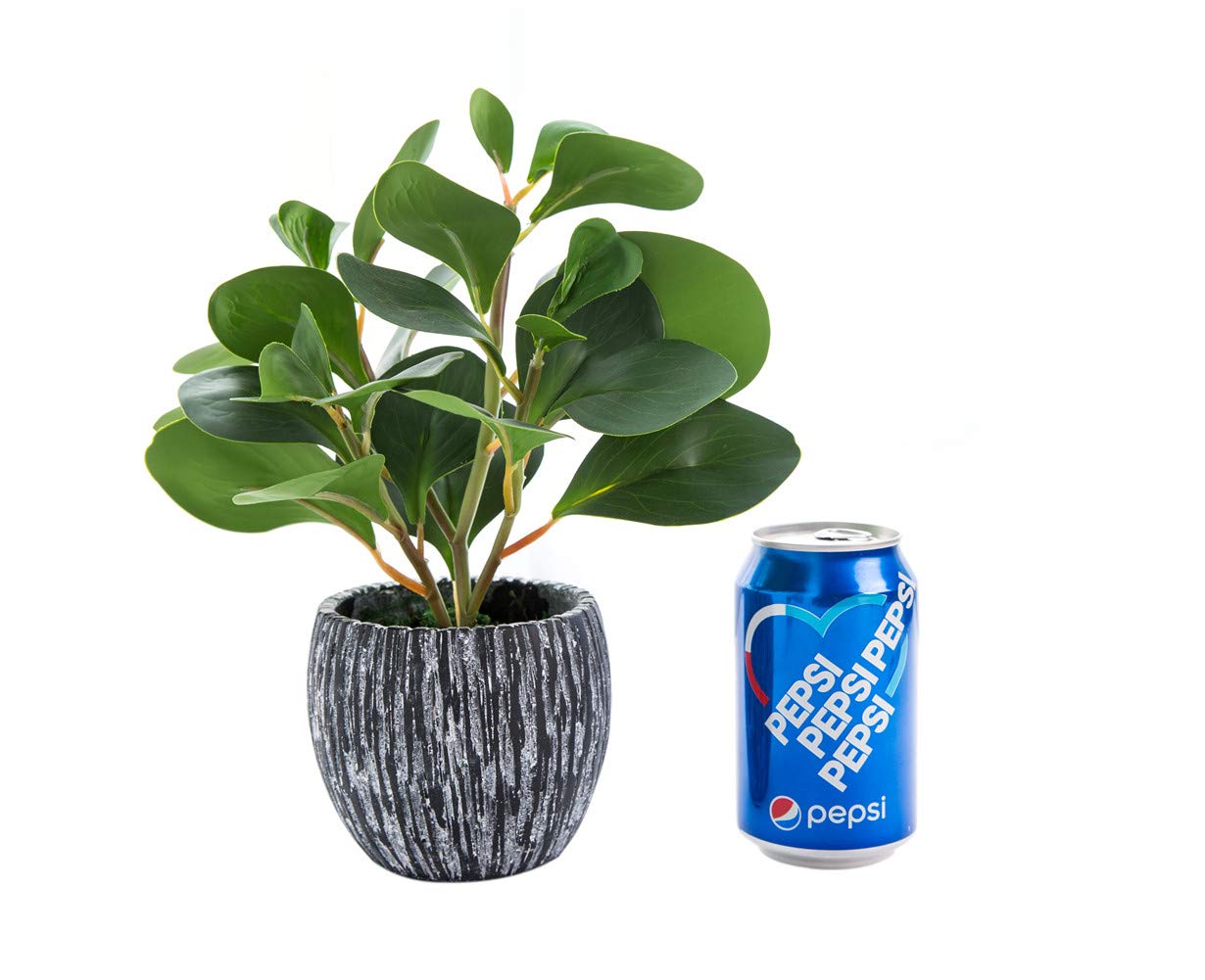 AlphaAcc Artificial Plants Real Looking and Touching Fake Plant Evergreen Plastic Fiddle Leaf Fig Plant with Rustic Black Cement Planter for Housewarming Office Desk Decor