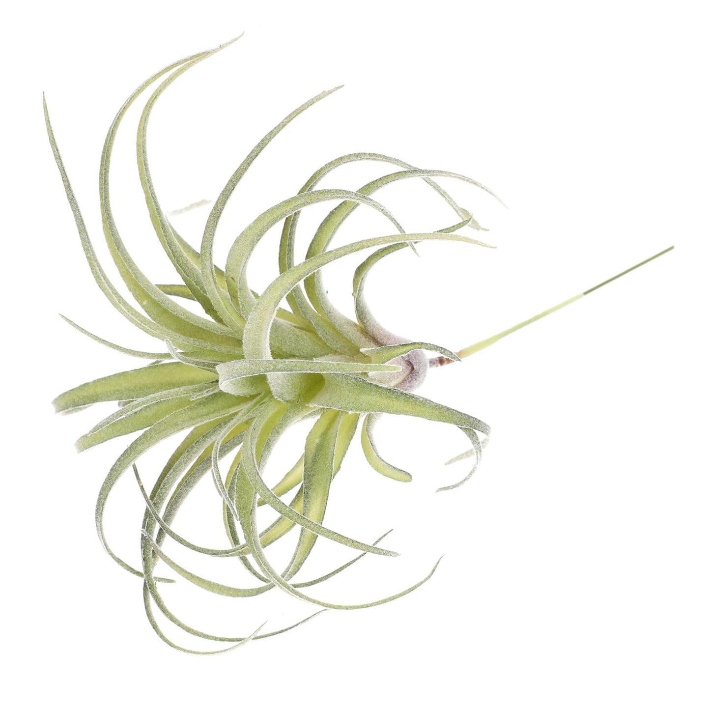 DECHOUS 1pc Artificial Air Plants Artificial Terrarium Plants Large Air Faux Flocked Tillandsia Photo Props Plant Glass Container Hanging Decor Pineapple Household