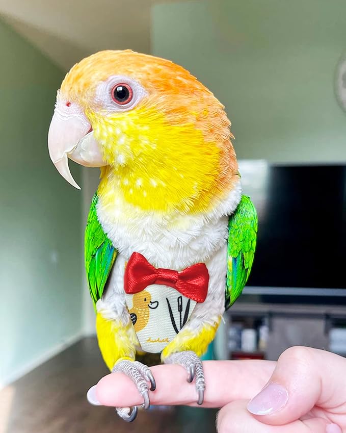UKJENT Bird Diaper Protective Parrot Nappy 2 Pack, Reusable Flight Suit with Waterproof Inner Layer, Washable Cute Urine Wet Suit for Cockatiel Monk Parakeet Sun Parakeet Lory(M)