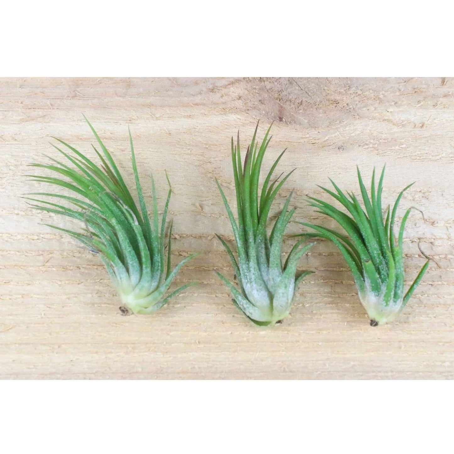 Terrarium Live Air Plant Genuine Coral, Black Fan in Molten Glass Vase-Clear Crystal Quartz Gemstone- Clarity Complete Kit Great Gift