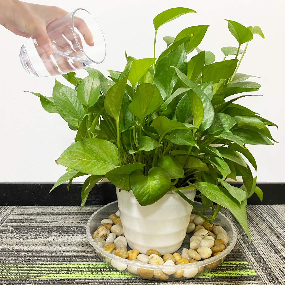 JOYSEUS Plant Saucers - 6 Pack of 13 Inch - Durable Plastic Plant Tray for Flower Pots, Clear Plant Saucer for Indoor Plants Pots & Outdoor Plants (6 Pack)