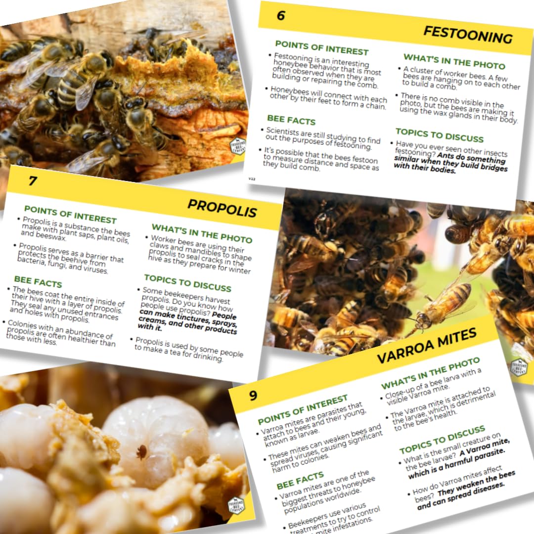 Educational Beekeeping Cards – 12x18 Oversized Beekeeping Flashcards for Teaching Bees and Beekeeping - Classroom and Workshop Learning Tool (Expansion Set - Heavy Card Stock)