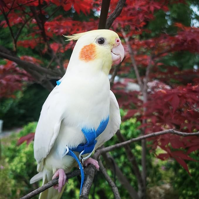 Pet Parrot Bird Harness Leash Adjustable Bird Flying Harness Traction Rope with Cute Wing for Parrots Pigeons Budgerigar Lovebird Cockatiel Mynah Outdoor Training Toy (Blue,M)
