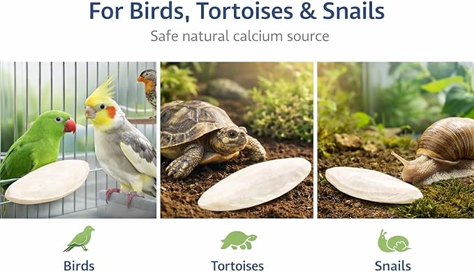 Birds LOVE 7.5-8" Cuttlebone for Birds ā 100% Natural Sun-Dried Calcium Carbonate Mineral Supplement ā for Parakeets, Budgies, Cockatiels, Finches & Canaries ā 1 Pack with Holder ā Made in Vietnam