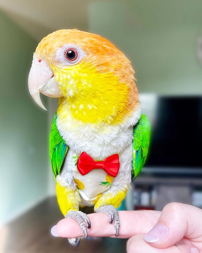 UKJENT Bird Diaper Protective Parrot Nappy - 2 Pack, Reusable Flight Suit with Waterproof Inner Layer, Washable Cute Urine Wet Suit for Parakeet Cockatiel Mini Macaw Budgie Canary(M)