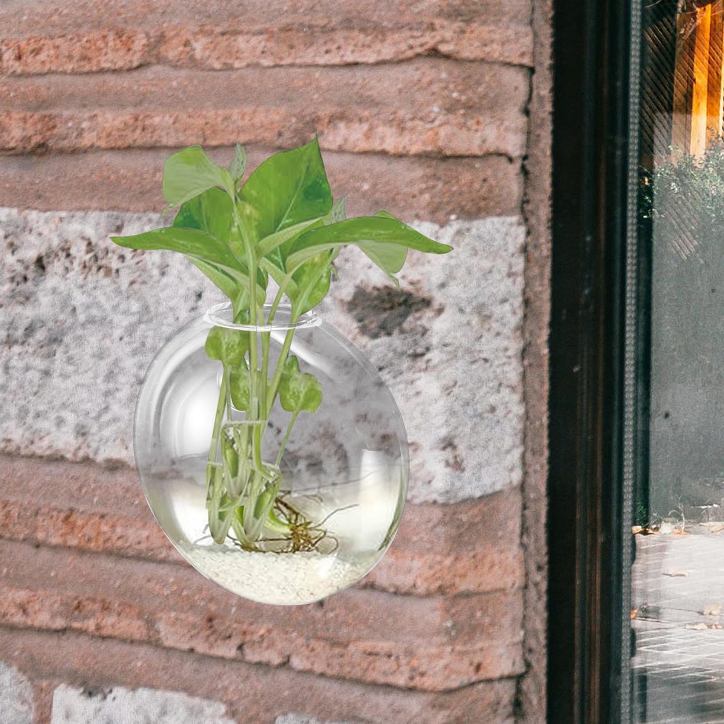 NUOBESTY Wall Mounted Glass Planter Vase for Hydroponic Plants, Small Terrarium Pot for Air Plant Propagation and Home Décor, Single Hanging Glass Flower Vase