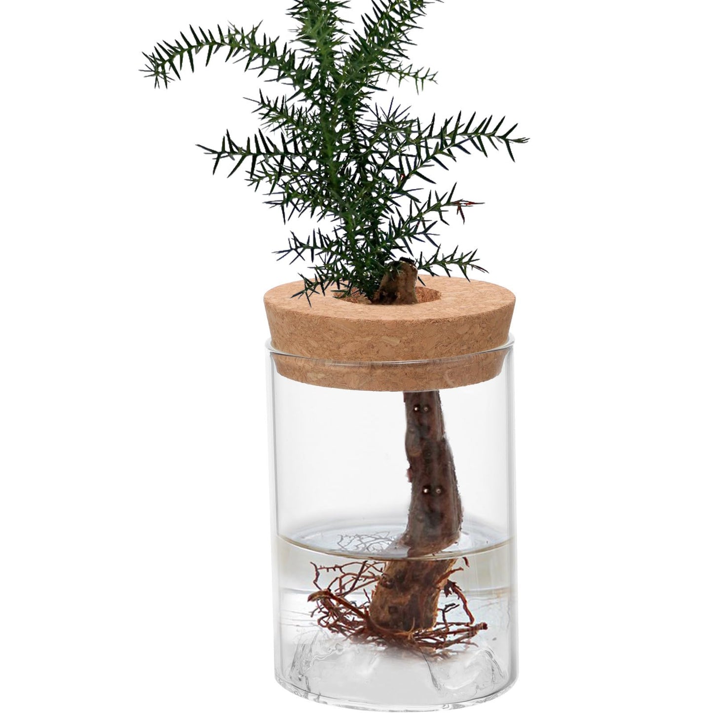Toyvian Glass Succulent Vase Terrarium Jar for Hydroponic Plants, Straight Glass Flower Holder for Office Desk and Home Décor, Small Green Plant Container with Lid