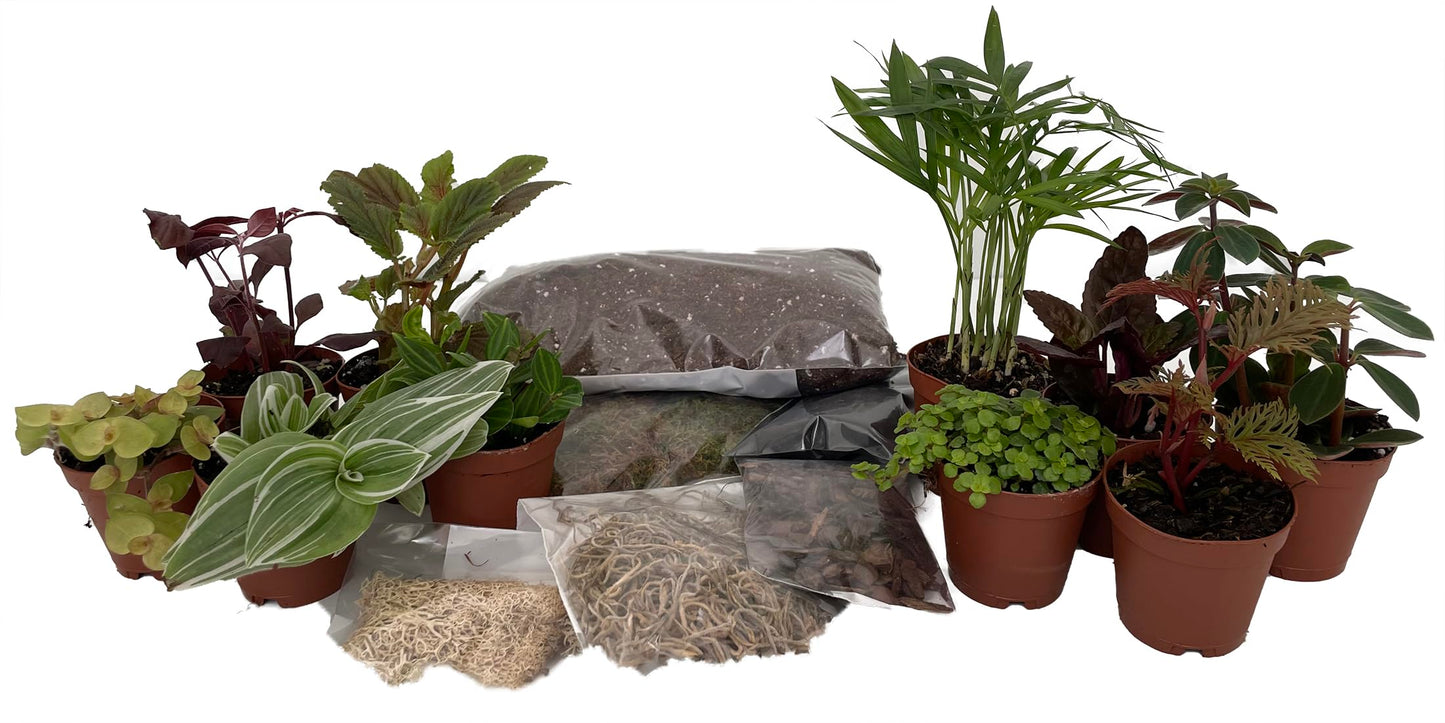 Hirt's Terrarium Kit with 10 Terrarium Plants in 2" Pots