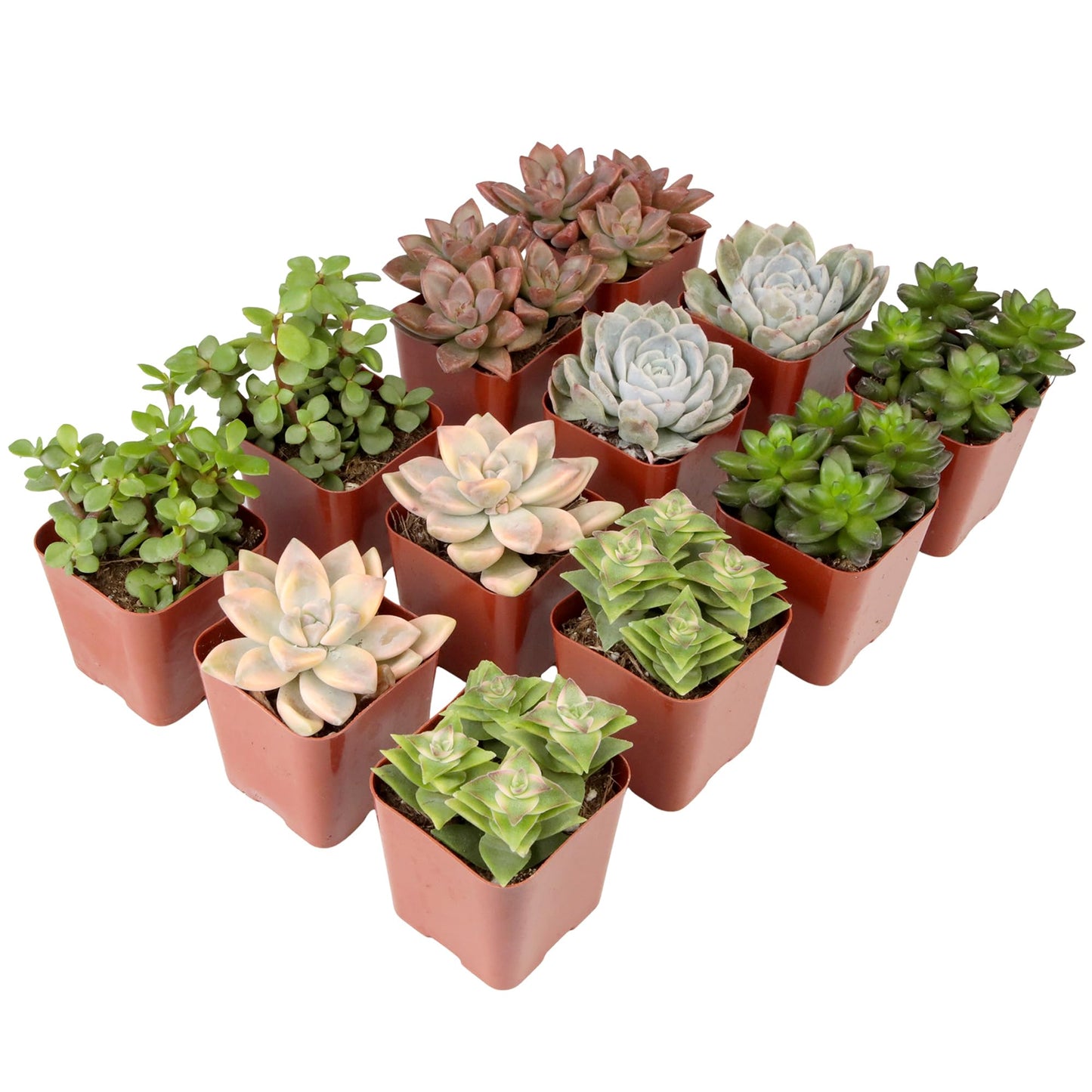 Succulents Plants Live (12PK) Potted Succulent Plants Live House Plants, Cactus Plants Live Plants Indoor Plants Live Houseplants, Indoor Plant Succulents Live Plant House Plant by Plants for Pets