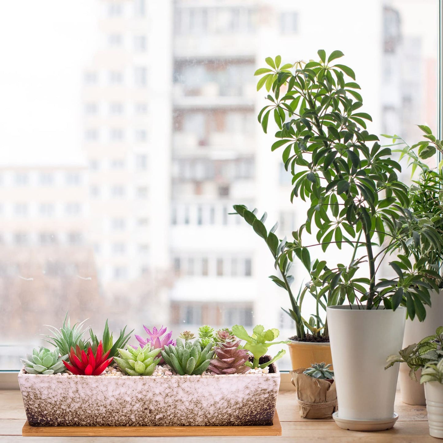 Succulent Pots - Large Succulent Planter Pots with Drainage, 12 Inch Long Rectangle Bonsai Pot with Bamboo Tray Shallow Ceramic Cactus Flower Planter Window Box for Home Garden Decor (White)