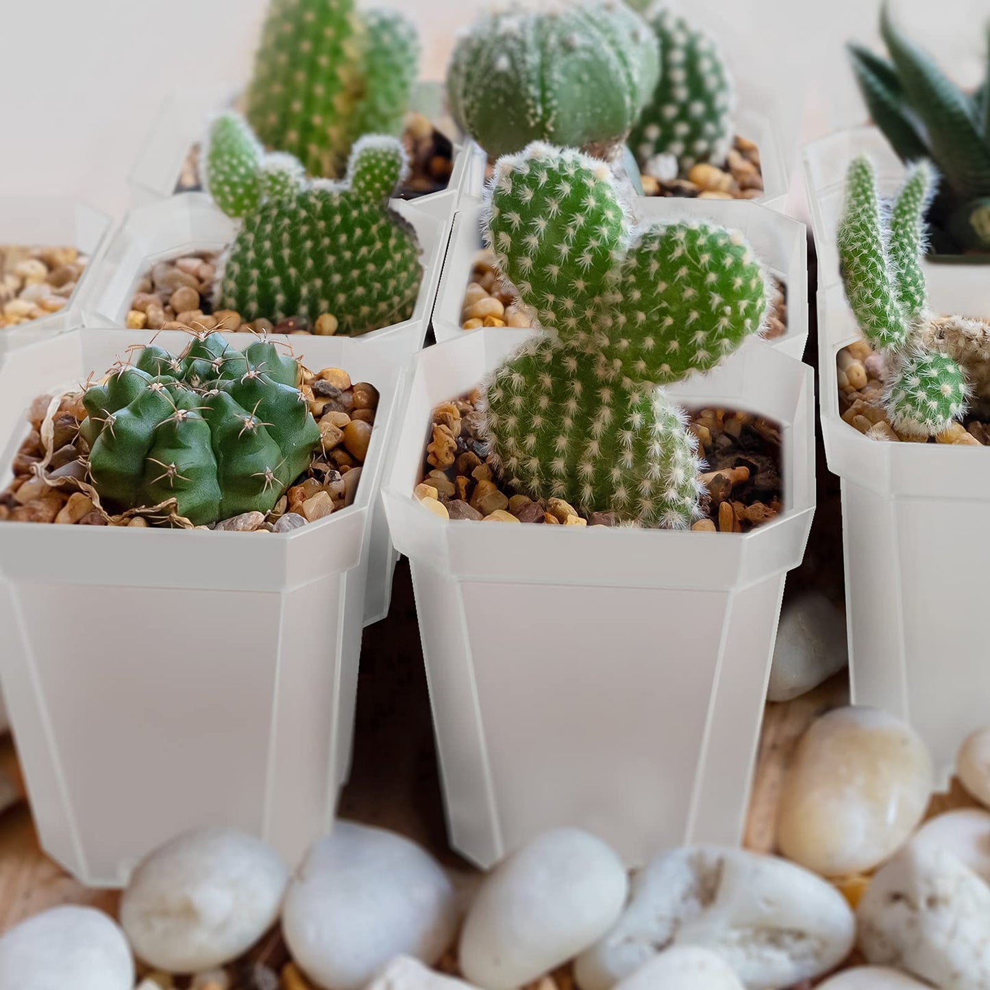 foxany 3" Clear Nursery Pot, 60 Pcs Thick Plastic Square Planting Pots Without Saucers, Plant Seedling Pots, Seed Starting Pots with 100Pcs Plant Labels