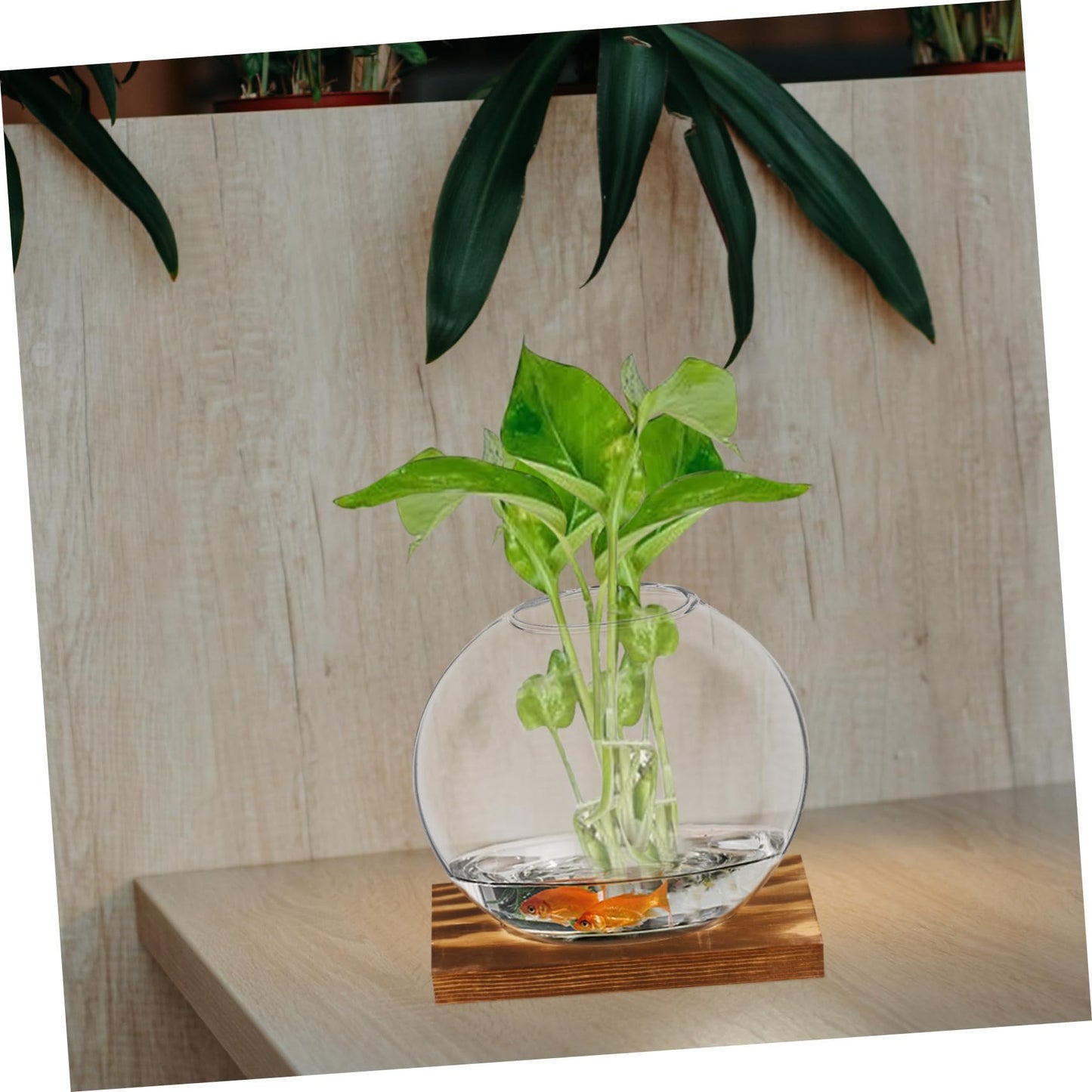 Kisangel 2Sets Clear Glass Planters for Indoor Plants with Base Artistic Propagation Terrariums for Home Office and Exhibition Decor Stylish Hydroponic Vases