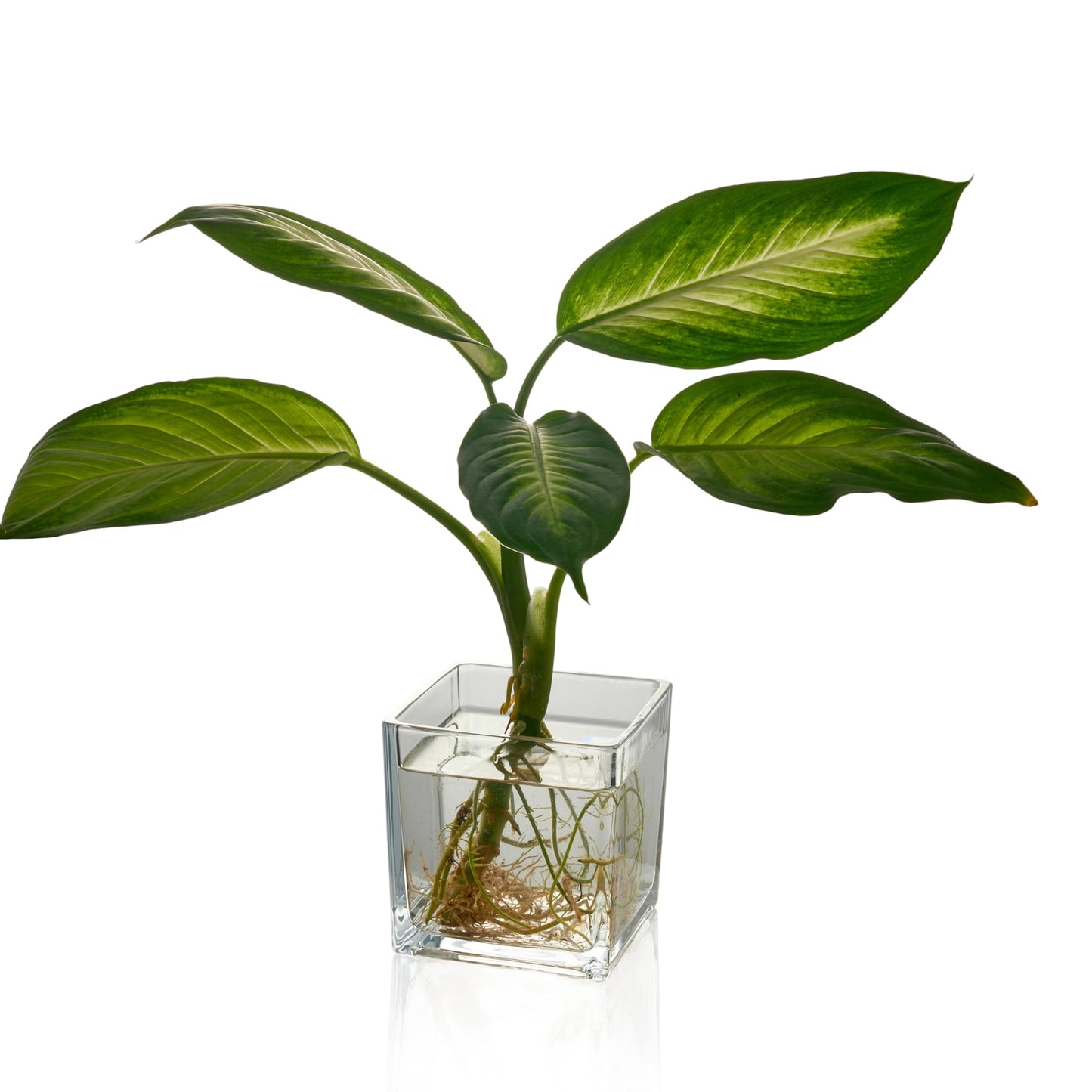 Set of 6 Square Glass Vases for Centerpieces – 5in x 5in x 5in Clear Short Flower Vase, Plant Terrariums, or Candle Holders for Wedding Centerpieces, Office Decor, Home Décor, Parties