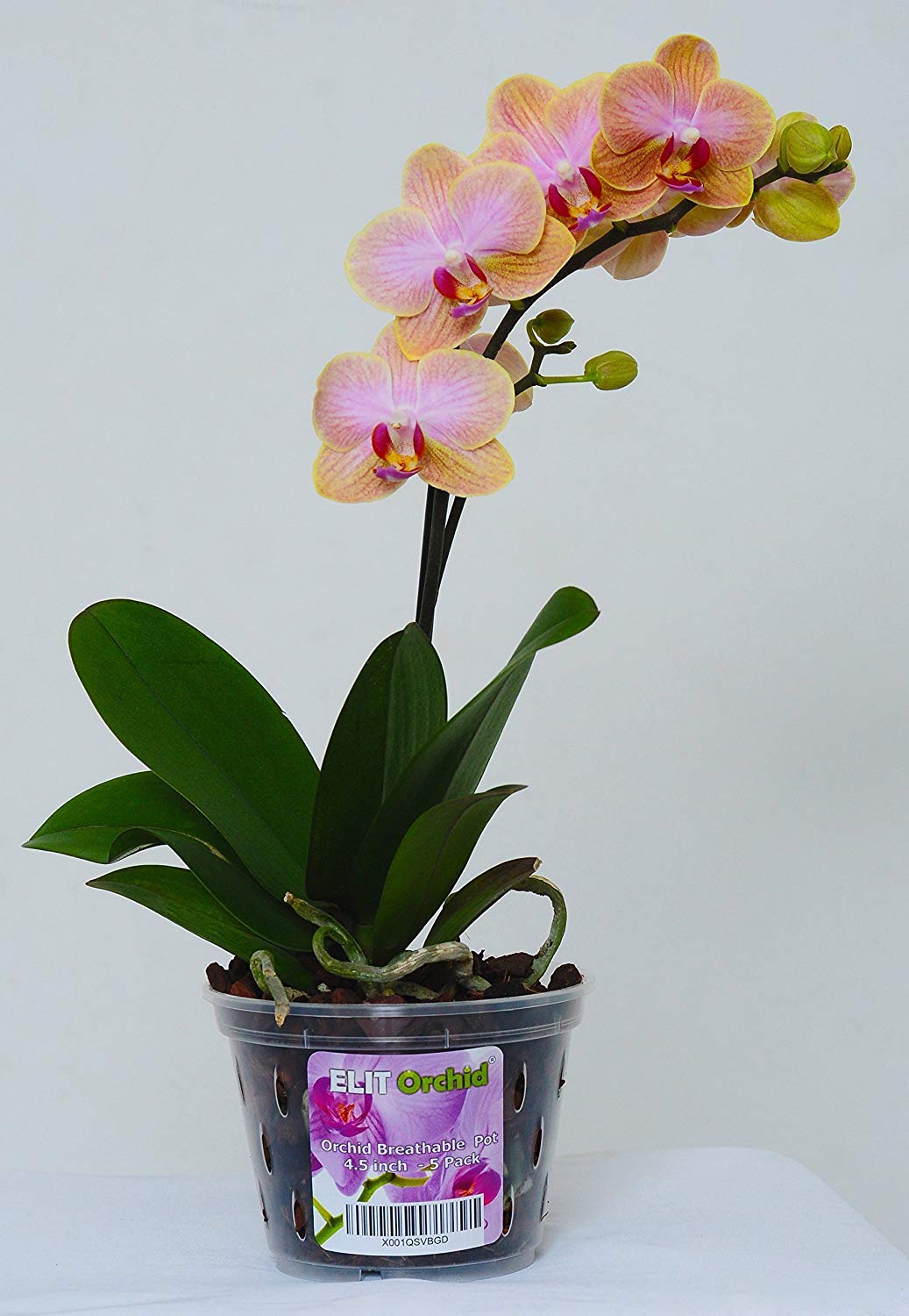 Orchid Pots with Holes Cymbidium Phalaenopsis Orchid Pot Indoor Clear Plastic Vanda Plant Pots Set (5.5 inch) 140 mm