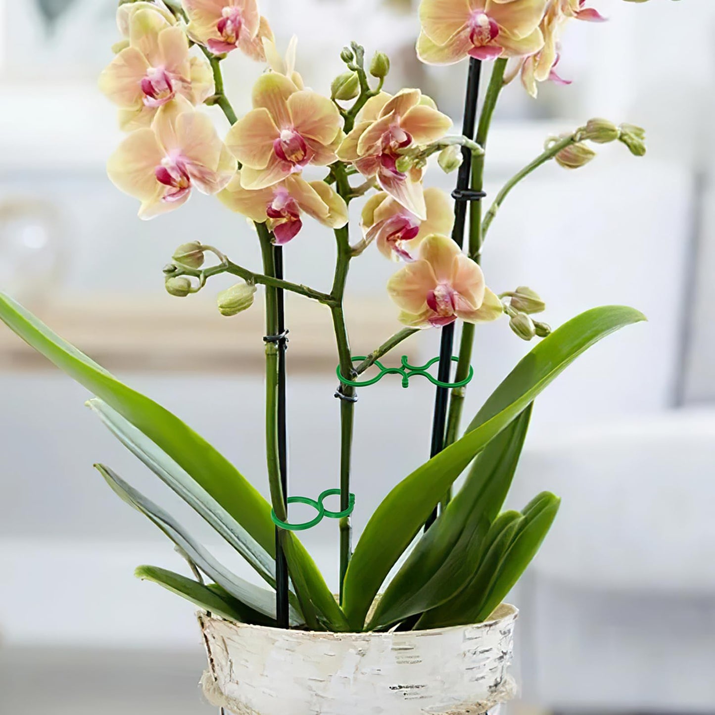 Hysagtek 100 Pcs Plant Clips for Climbing Plants Garden Clips Plant Support Clips for Tomato Gardening Clips Vegetable Clips for Support for Securing Plants