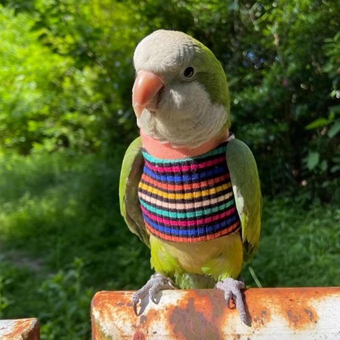 Bird Clothes - Handmade Cotton Stripe Shirt Round Collar Sweater Flight Suit for Parrots African Greys Parakeet Cockatiel Sun Conure Christmas Halloween (with Diaper,2M)