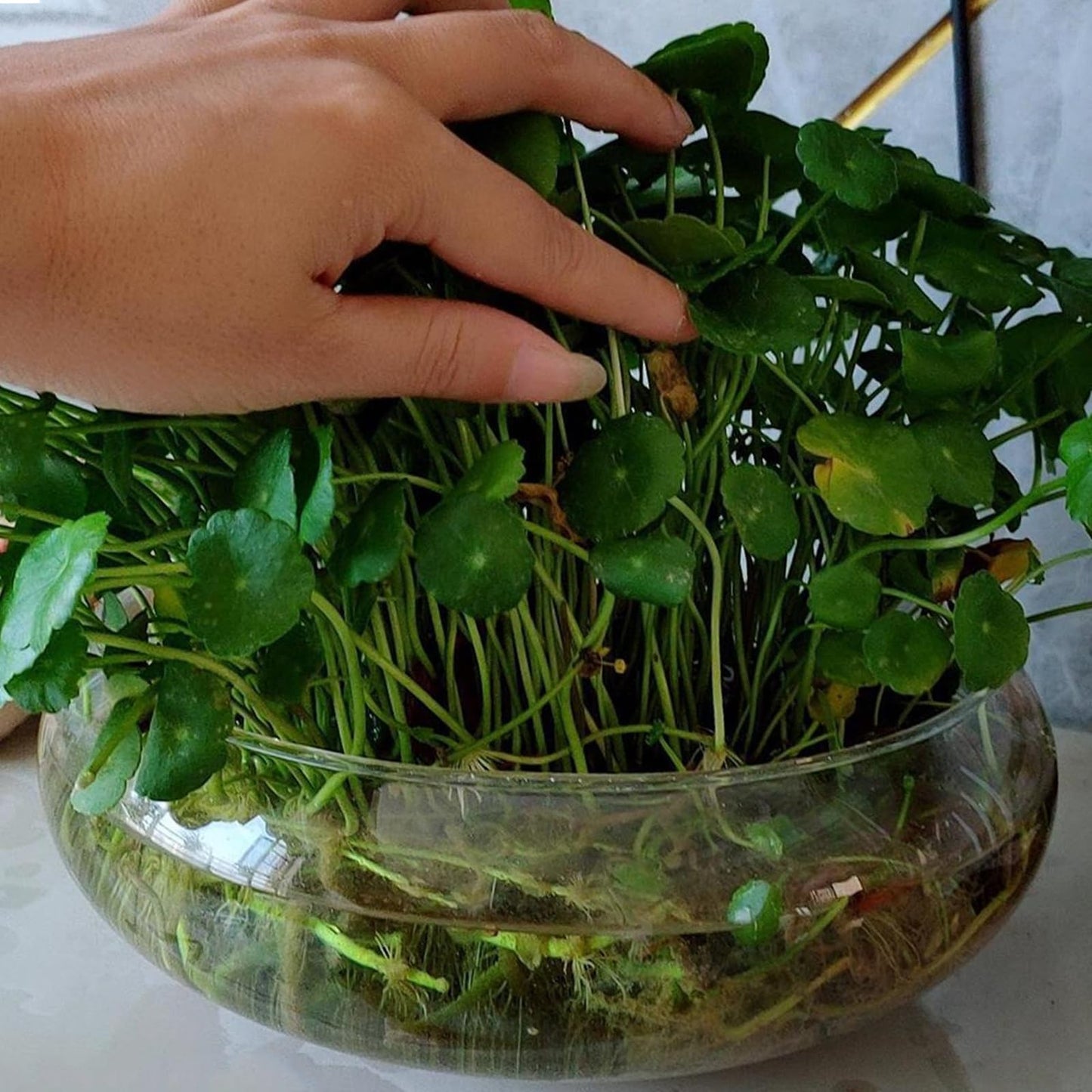 Lotus Bowl Planter Glass Lotus Bowls for Planting in Water Indoors Bonsai Pots No Drainage Hole Hydroponic Aquatic Plants Terrarium Fish Bowls Large