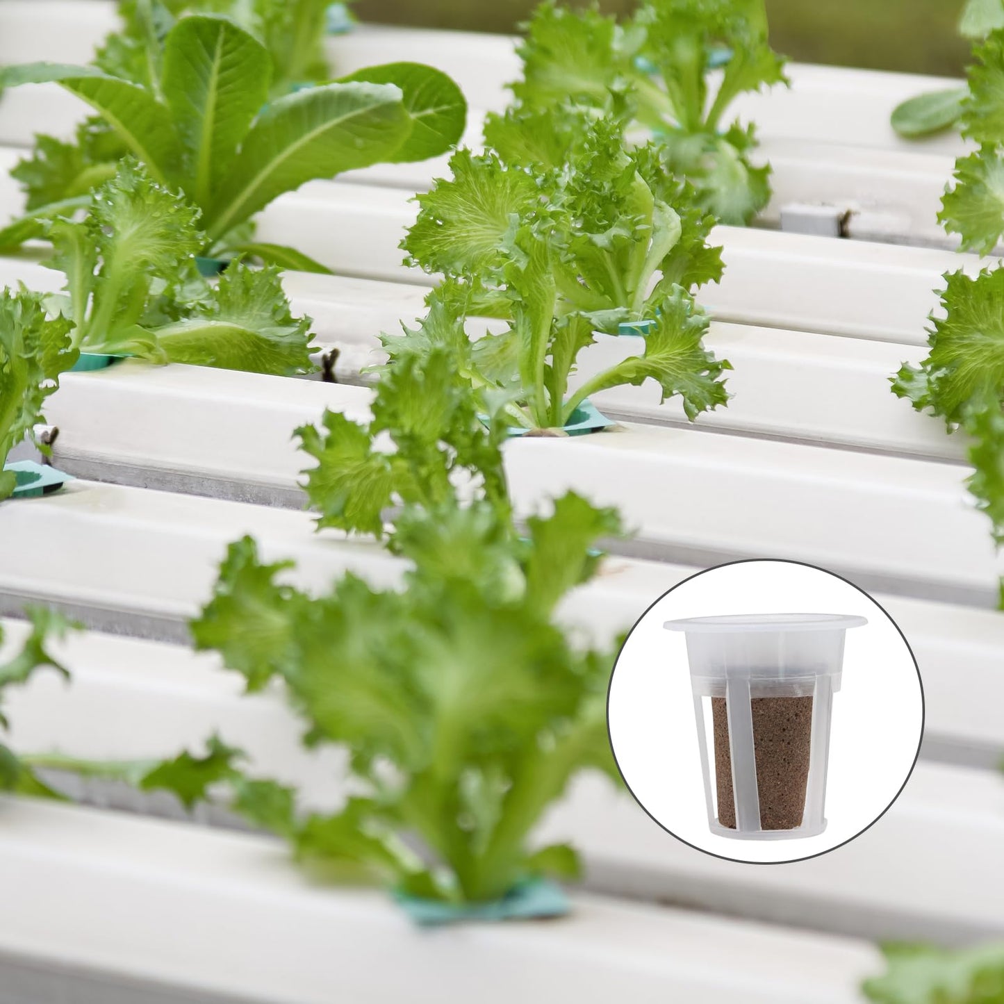 vibedor 62 PCS Hydroponic Seed Growing System Hydroponic Growing Kit, 30 Hydroponics Plant Baskets and 30 Grow Sponges Pods, 2 Tweezers for Ourdoor Use and Garden Indoor