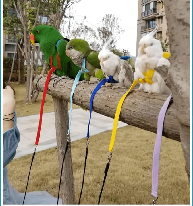 Pet Parrot Bird Harness Leash Adjustable Bird Flying Harness Traction Rope with Cute Wing for Parrots Pigeons Budgerigar Lovebird Cockatiel Mynah Outdoor Training Toy (M, Purple)