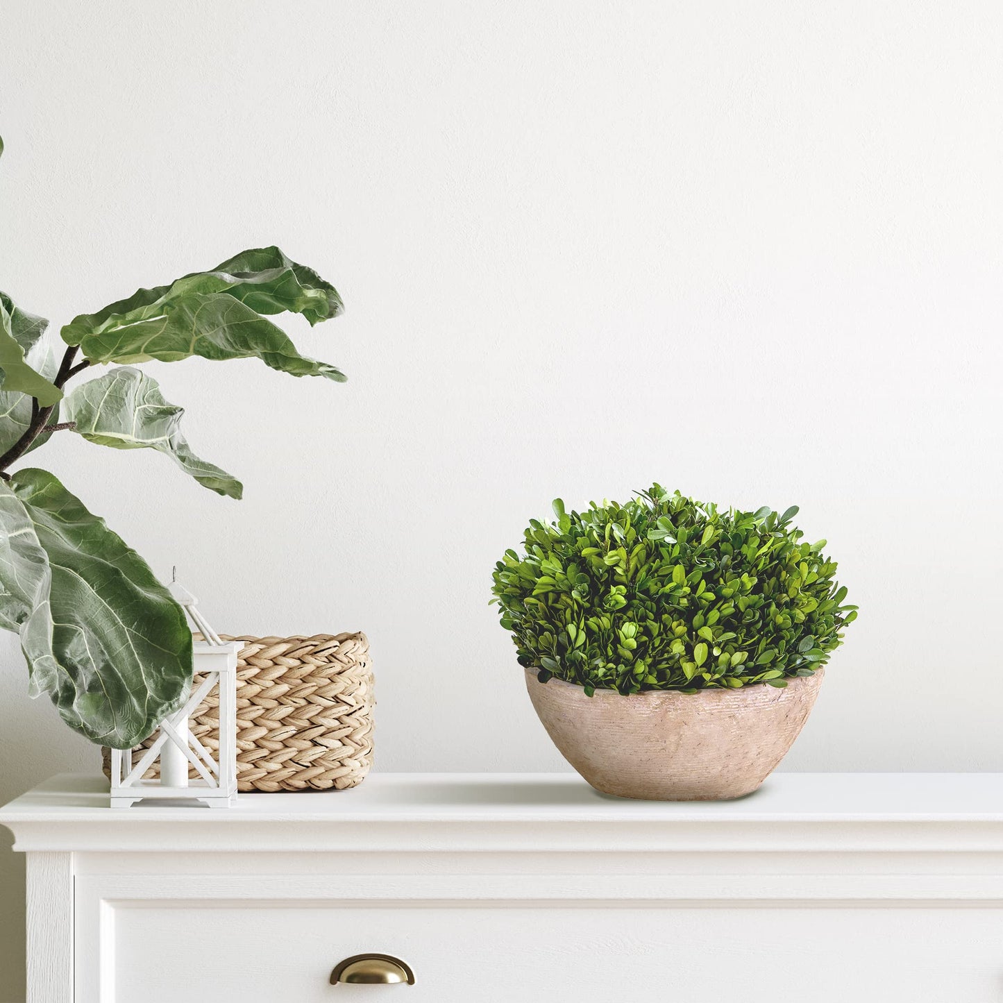 Nearly Natural 12in. Boxwood Preserved Plant in Oval Planter