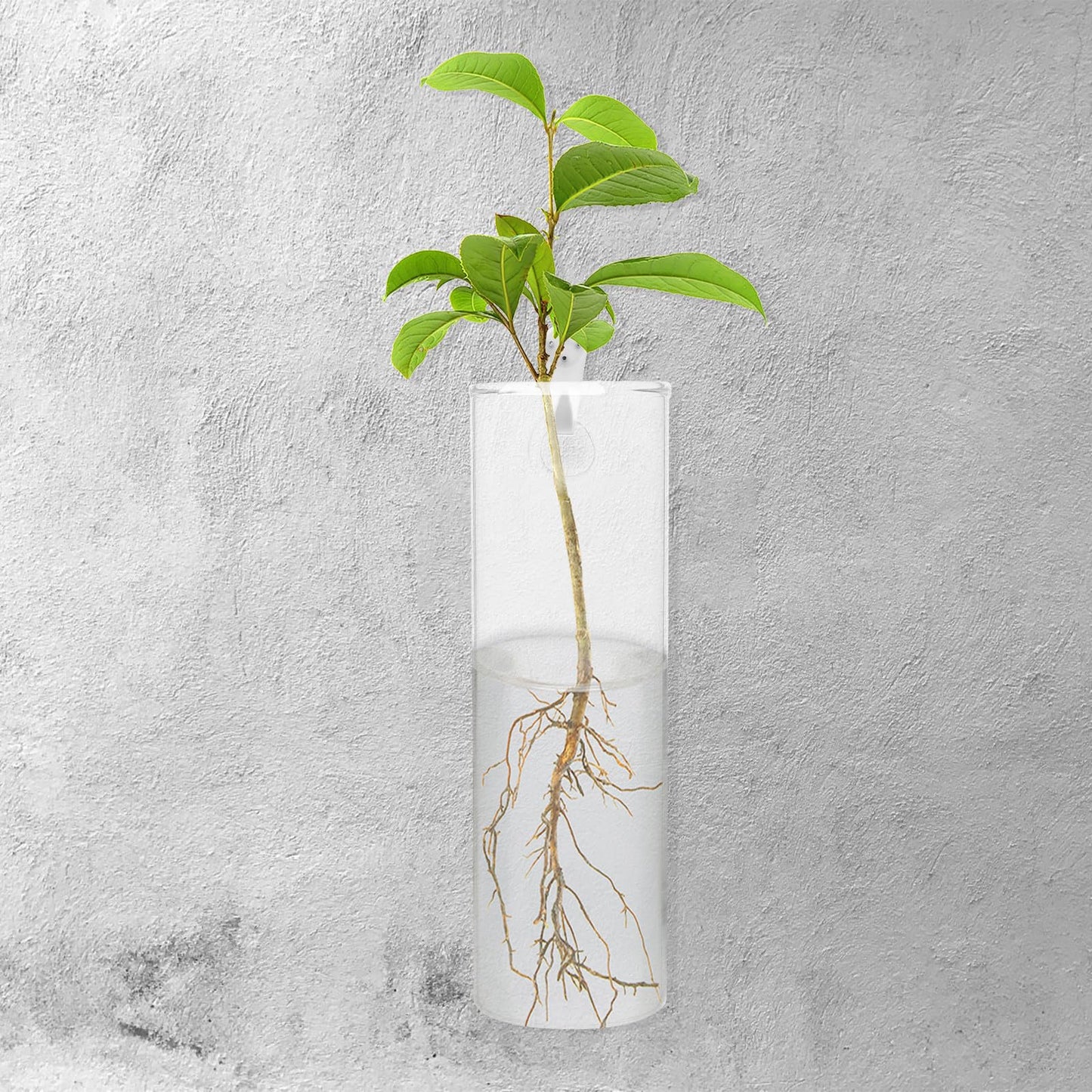 LOEFLIFA Wall Mounted Glass Vase Set for Hydroponics, Cylindrical Glass Planter Terrarium Tube, Indoor Balcony Decor for Plants and Flowers