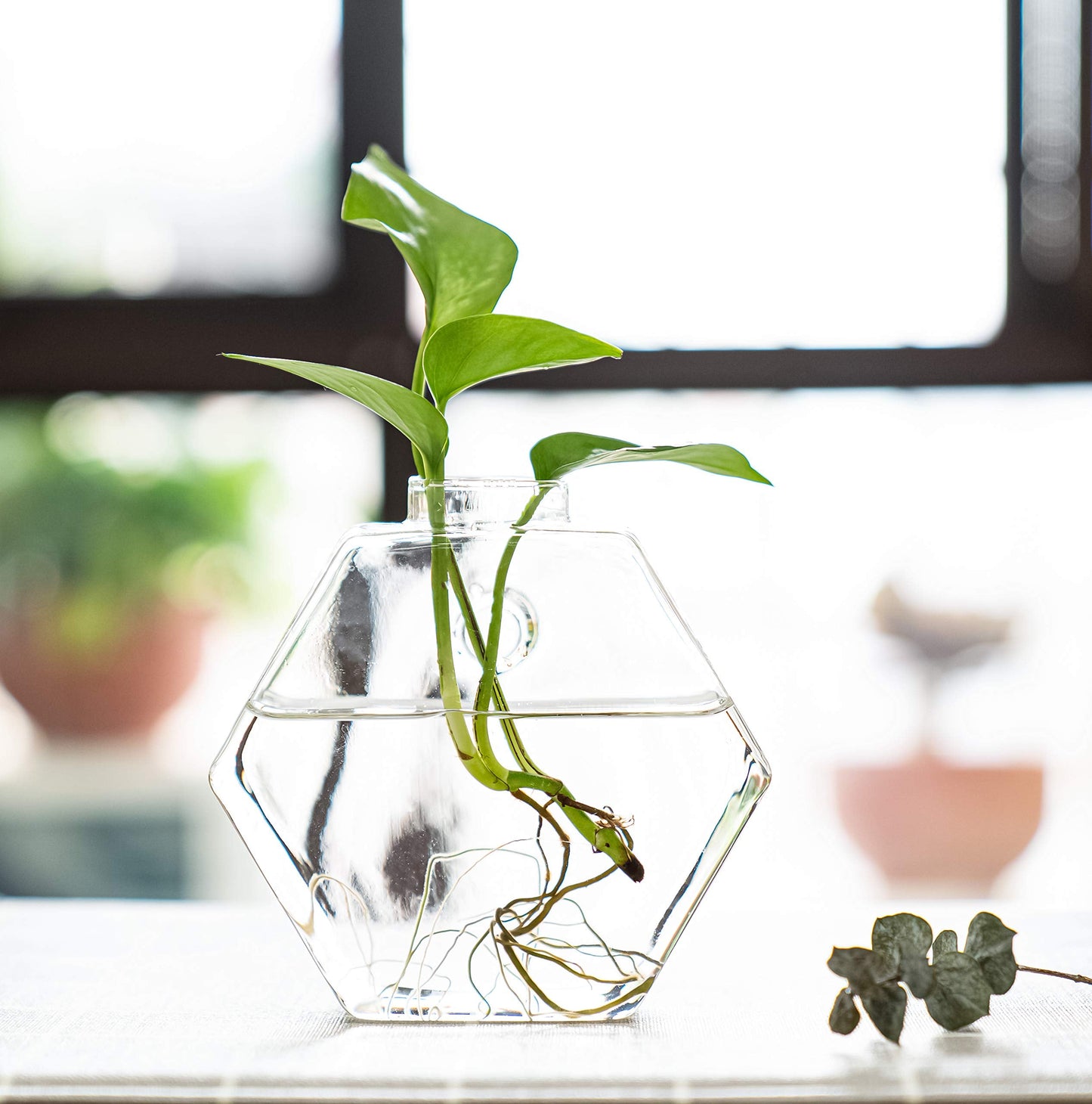 Kingbuy Hexagon Wall Planter Set - 3 Pack Glass Propagation Terrarium Vases with Hanging Mounts for Indoor Plants, Air Plants & Hydroponic Stations Home Office Decor, Plant Lover Gifts (Medium)