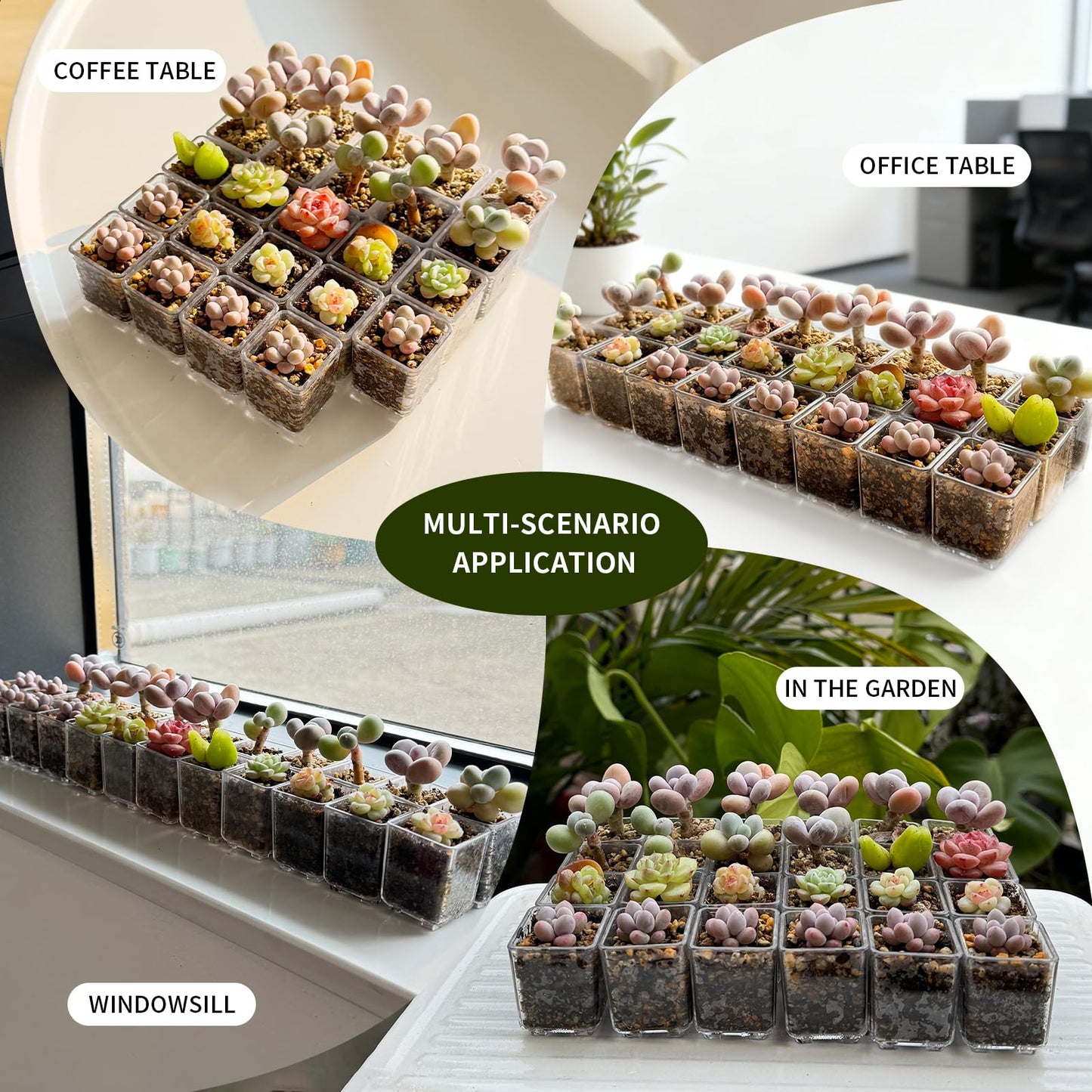 QCSMBFL 24pcs Super Tiny Mini Clear Plastic Planter, 1.1" Small Succulent Nursery Pots with Drainage Hole & Storage Box with Lid (Lid for Storage Only),Micro Plants Pots for Root Viewing, Home Decor