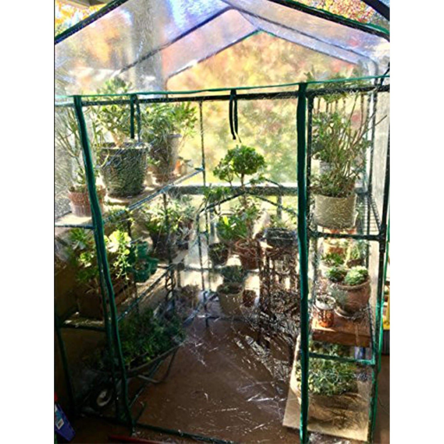 Greenhouse - Walk in Greenhouse with 8 Sturdy Shelves and PVC Cover for Indoor or Outdoor Use - 56 x 56 x 76-Inch Green House by Pure Garden