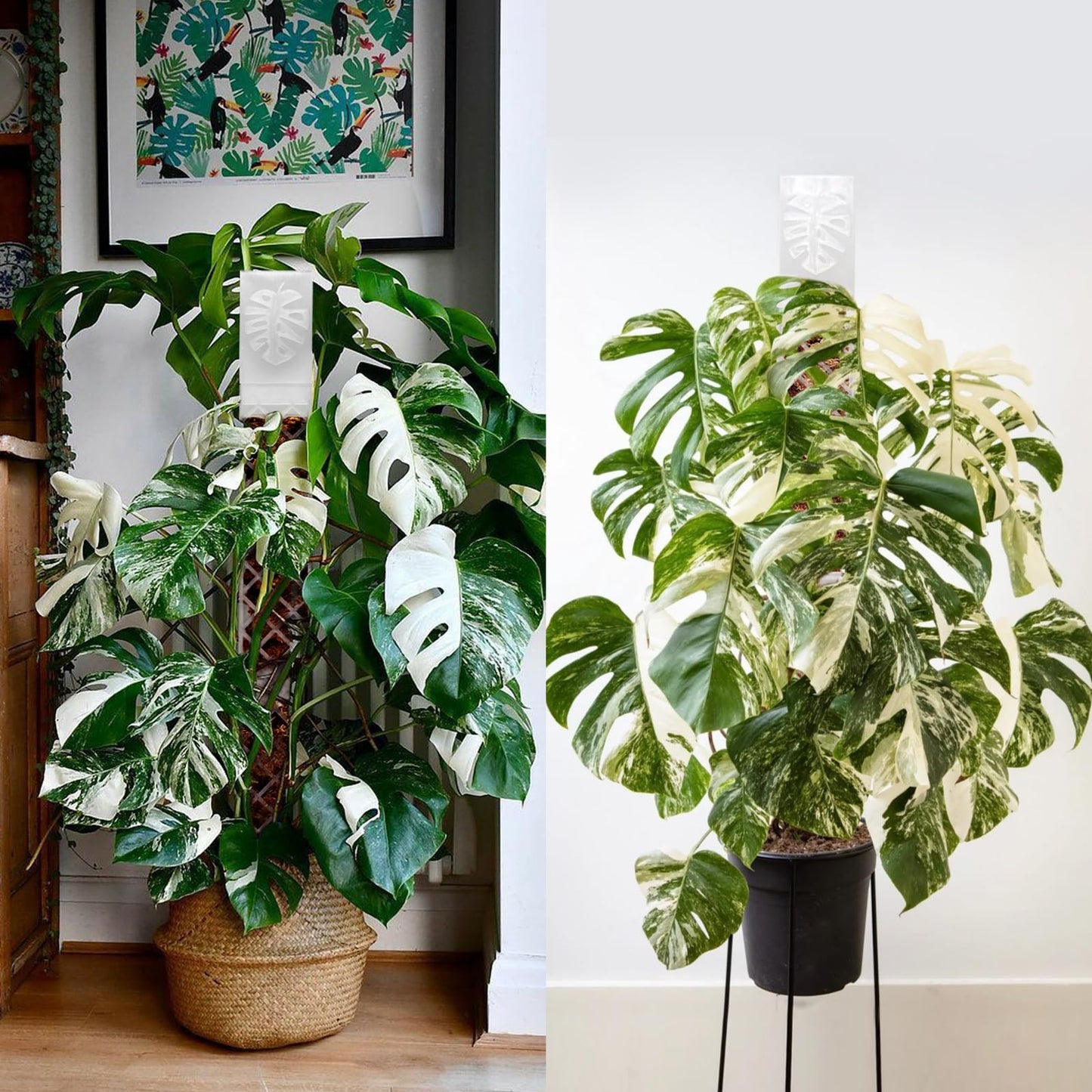 4 Psc 9'' D Shaped Moss Pole with Water dripper,Easy-to-Assemble Moss Pole Monstera Plant Support,Anti-tip Sturdy Moss Poles for Climbing Plants (Black)