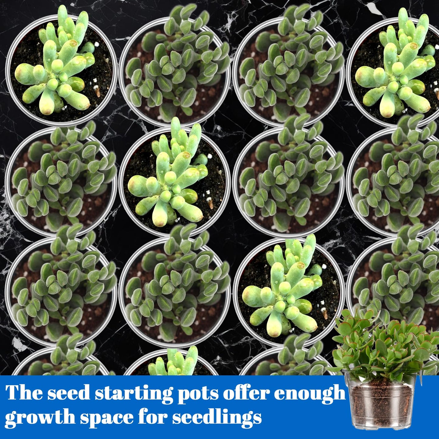 wutfuooo 200 Pcs Clear Mini Plastic Plant Pot Nursery Seedling Pots Seed Starter with Drainage Holes for Indoor Outdoor Garden Succulent Plants Cuttings Transplanting