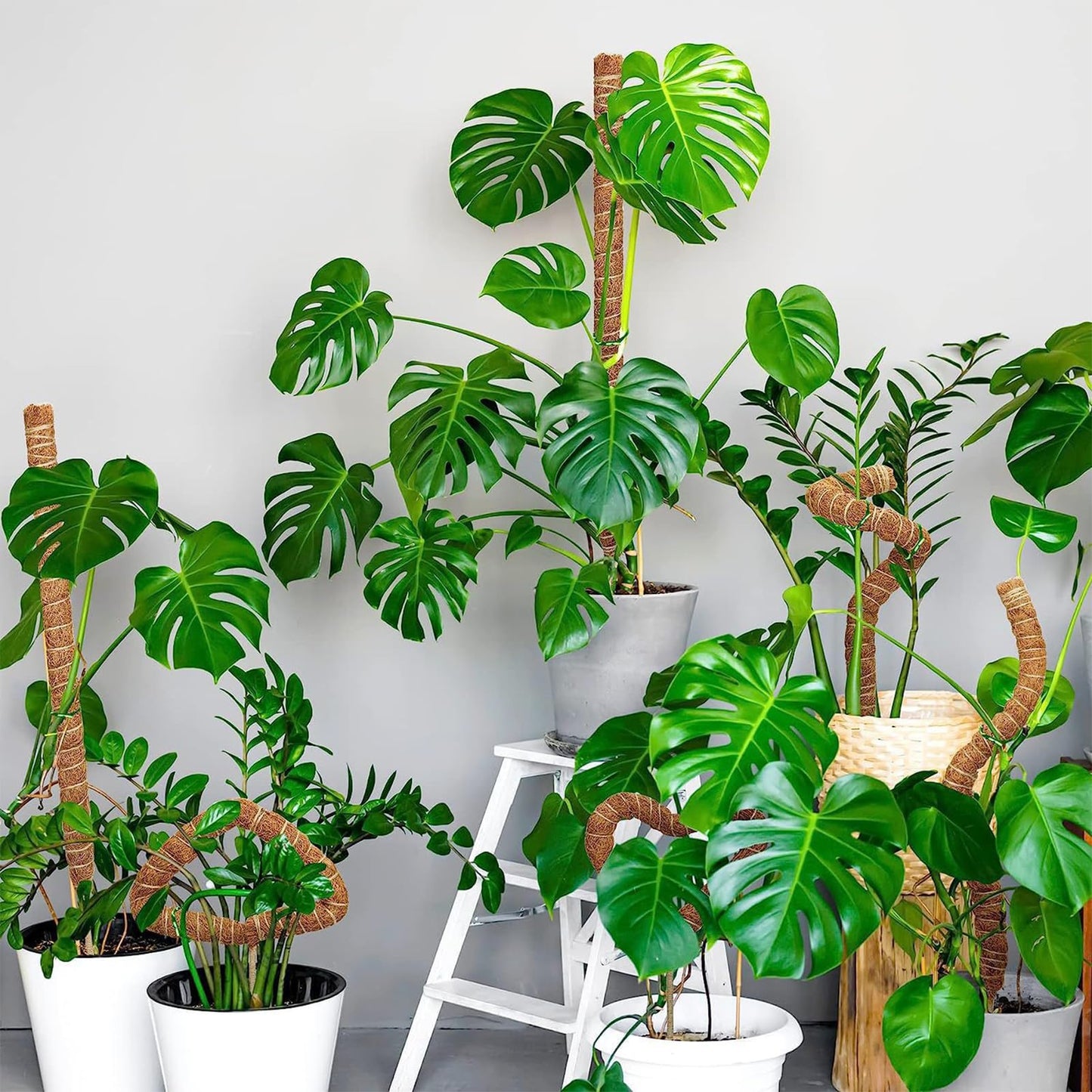 3 Pack Moss Pole,31 Inch Monstera Plant Support,Bendable Plant Trellis Moss Pole for Plants Monstera,Moss Poles for Climbing Plants Indoor,Coir Plant Pole Sticks Support Stakes (3pcs)