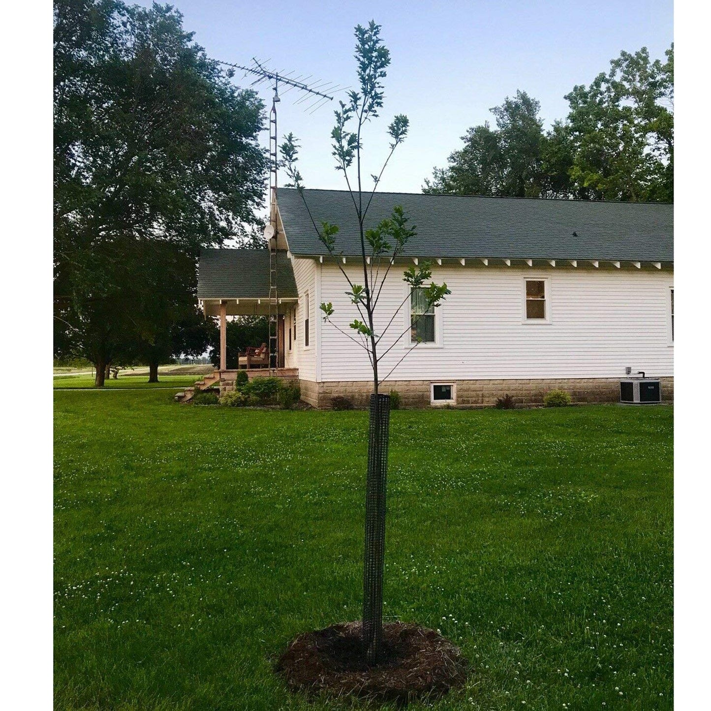 Voglund Nursery Mesh Tree Bark Protector Guard 36 Inches Tall (5 Pack) Heavy Duty Plastic with Zip Ties