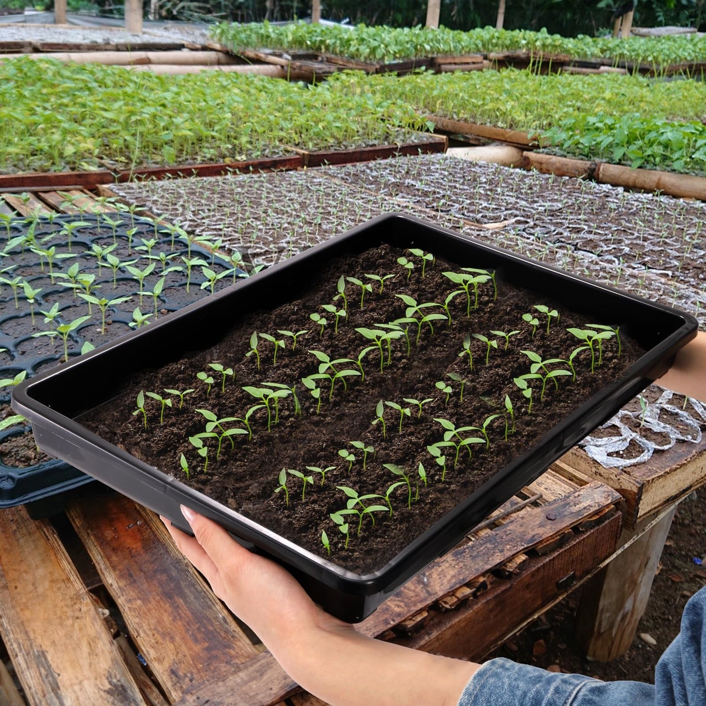 ZAVOOS 6 Pack Nursery Potting Trays, Plastic Seedling Starter Tray with No Drain Holes, Easy Watering Flat Garden Plant Growing Tray for Indoor Greenhouse Germination, 17.3'' x 11.6'' x 1.3''