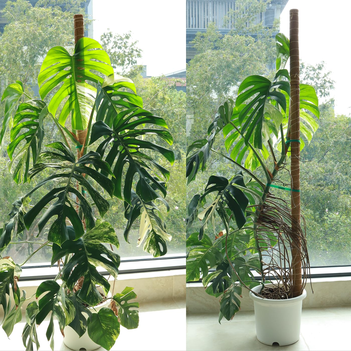 Moss Pole for Plants 4 Pack Natural Coco Coir Climbing Support Stakes with Plant Ties Indoor Monstera Plant Training Extension Poles 7.9inch Each Total 31.6 inch