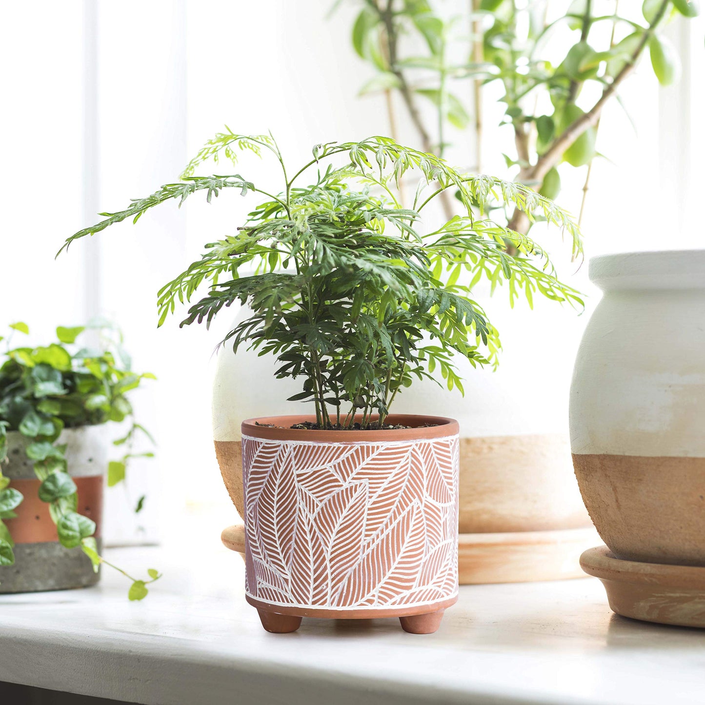D'vine Dev Set of 2 Terracotta Planter Pots, 4 Inch & 6 Inch, Design Plants Pot with Drainage Hole, Sahara Fern, Terracotta/White, 31-953-H-1