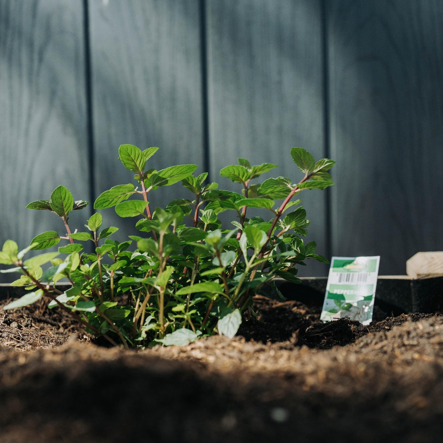 Backyard Expressions Wooden Raised Garden Bed | 48" x 24" x 30" Elevated Planter Box with Included Bed Liner | Outdoor Vegetable, Flower, and Herb Gardening