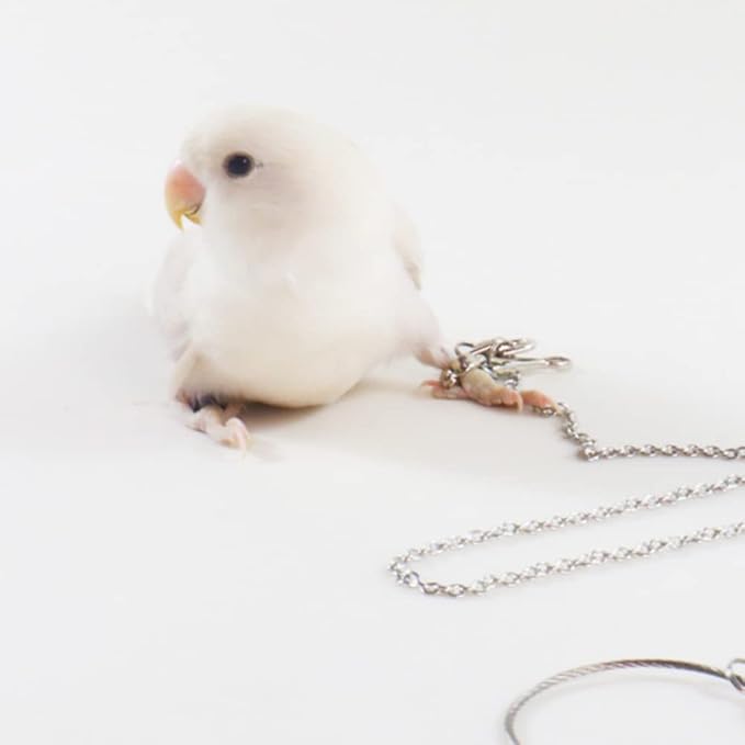 Bird Foot Chain Flying Stainless Steel Training Rope Outdoor Parrot Ankle Foot Ring Accessories Bird Harness Leash Prevent Escaping (8#)